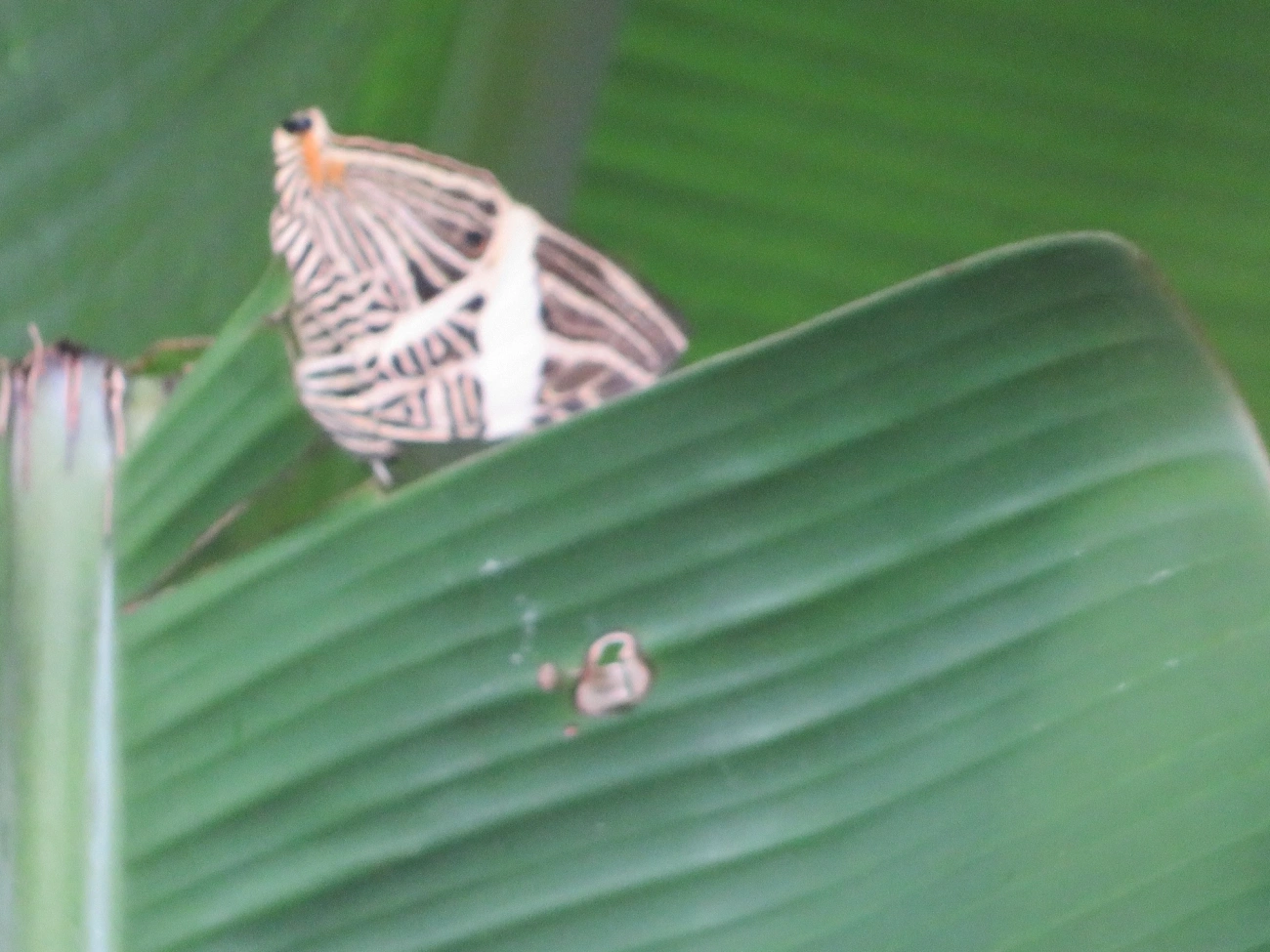 Borboleta-Zebra (Colobura dirce), insetos, fotografado em Maresias, São Sebastião
