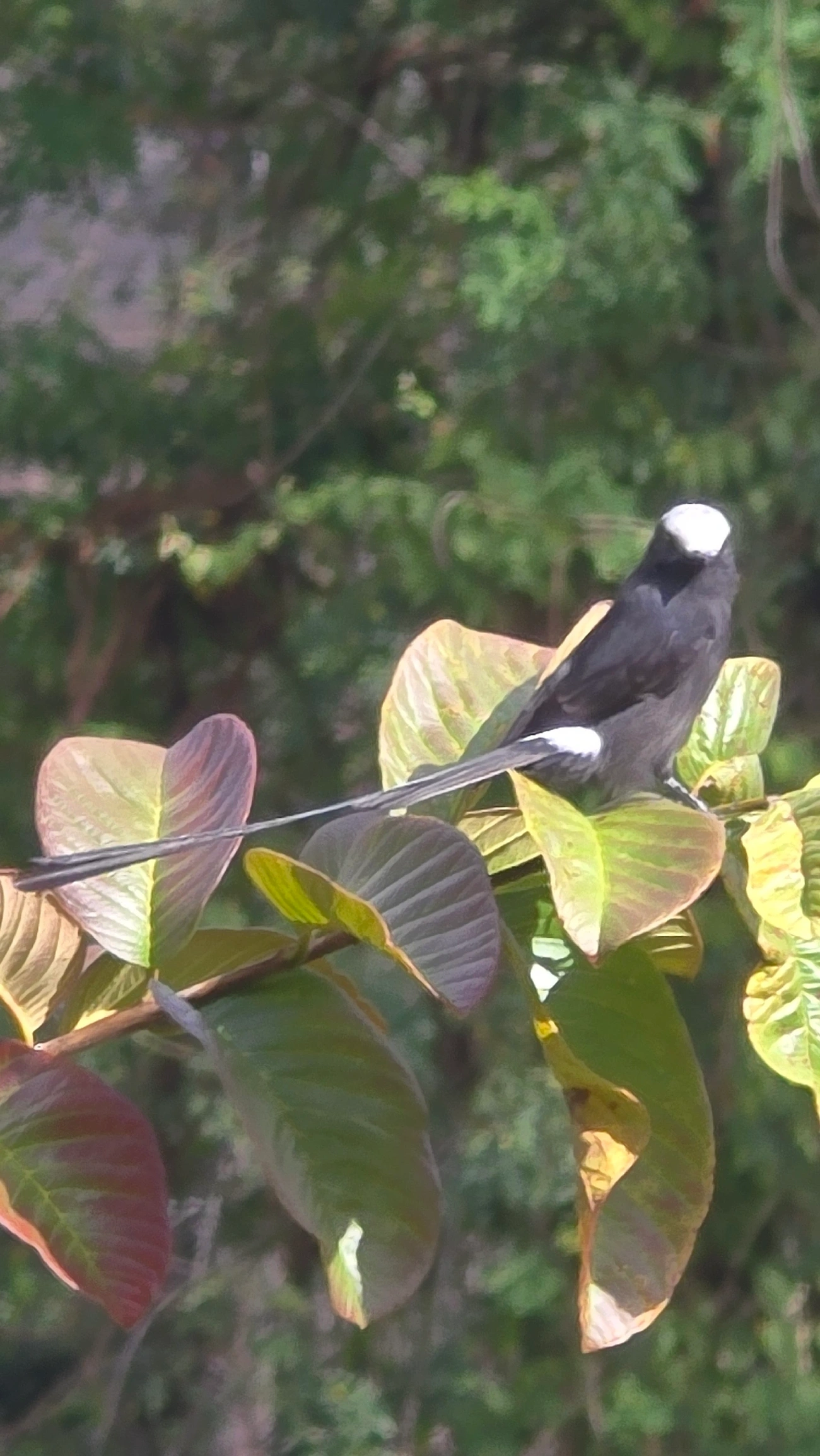 Viuvinha (Colonia colonus), aves, fotografado em Itamonte
