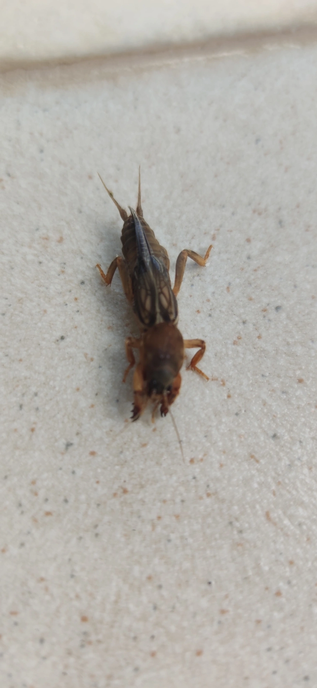 Gryllotalpinae, insetos, fotografado em Maresias, São Sebastião