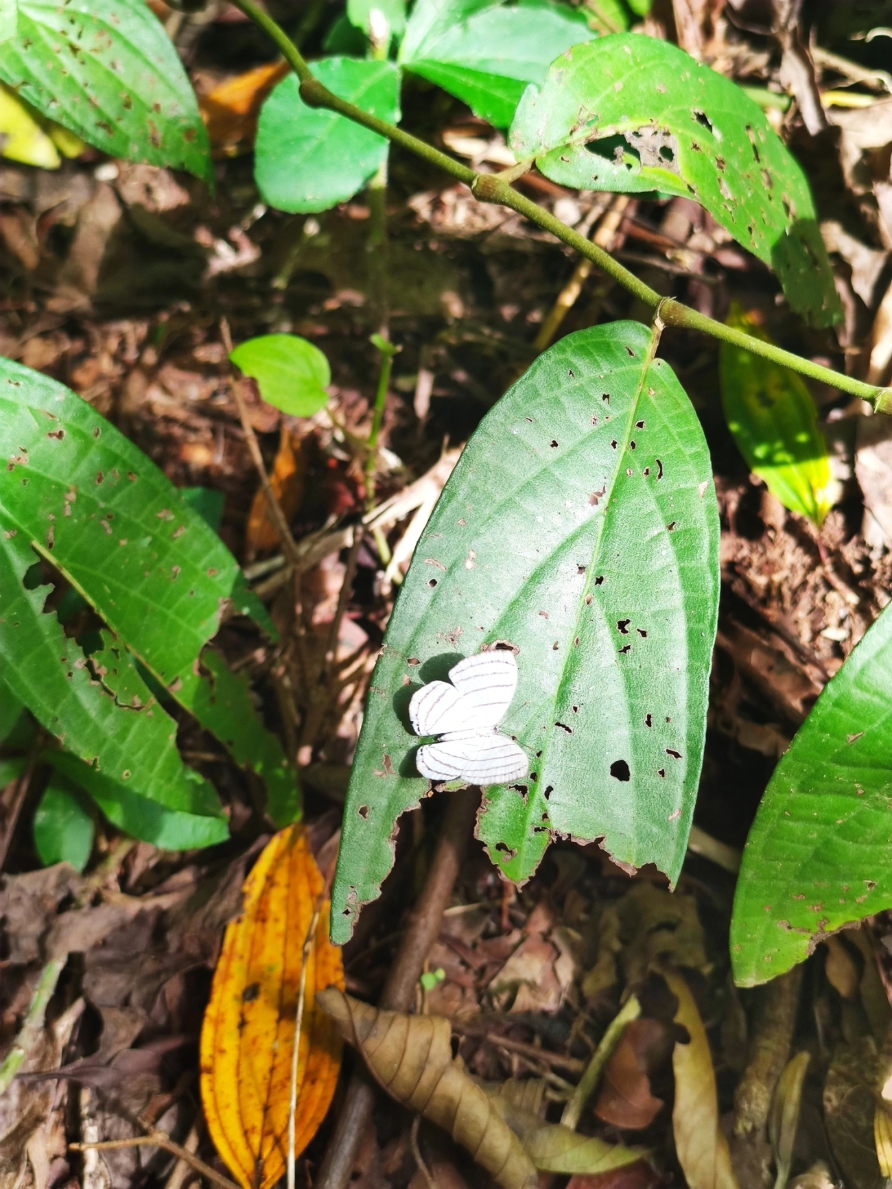 Leucochimona icare, insetos, fotografado em São Sebastião