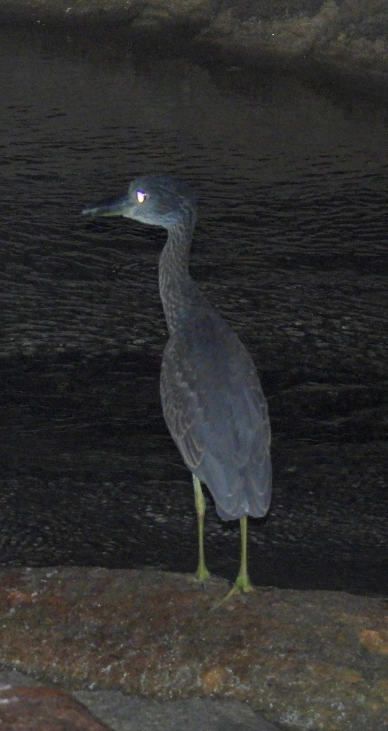 Savacu-de-coroa (Nyctanassa violacea), aves, fotografado em Maresias, São Sebastião