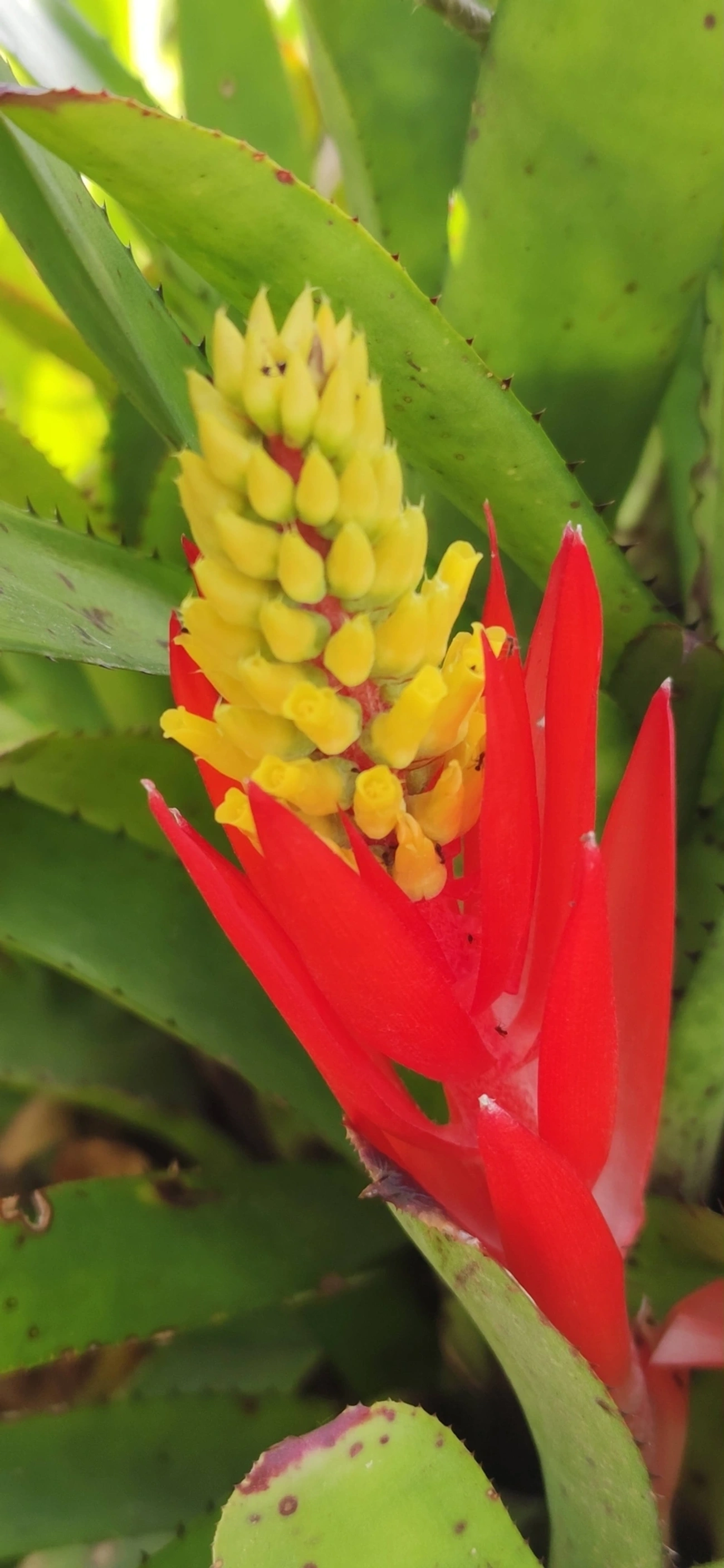 Chupa-chupa (Aechmea nudicaulis), plantas, fotografado em Maresias, São Sebastião