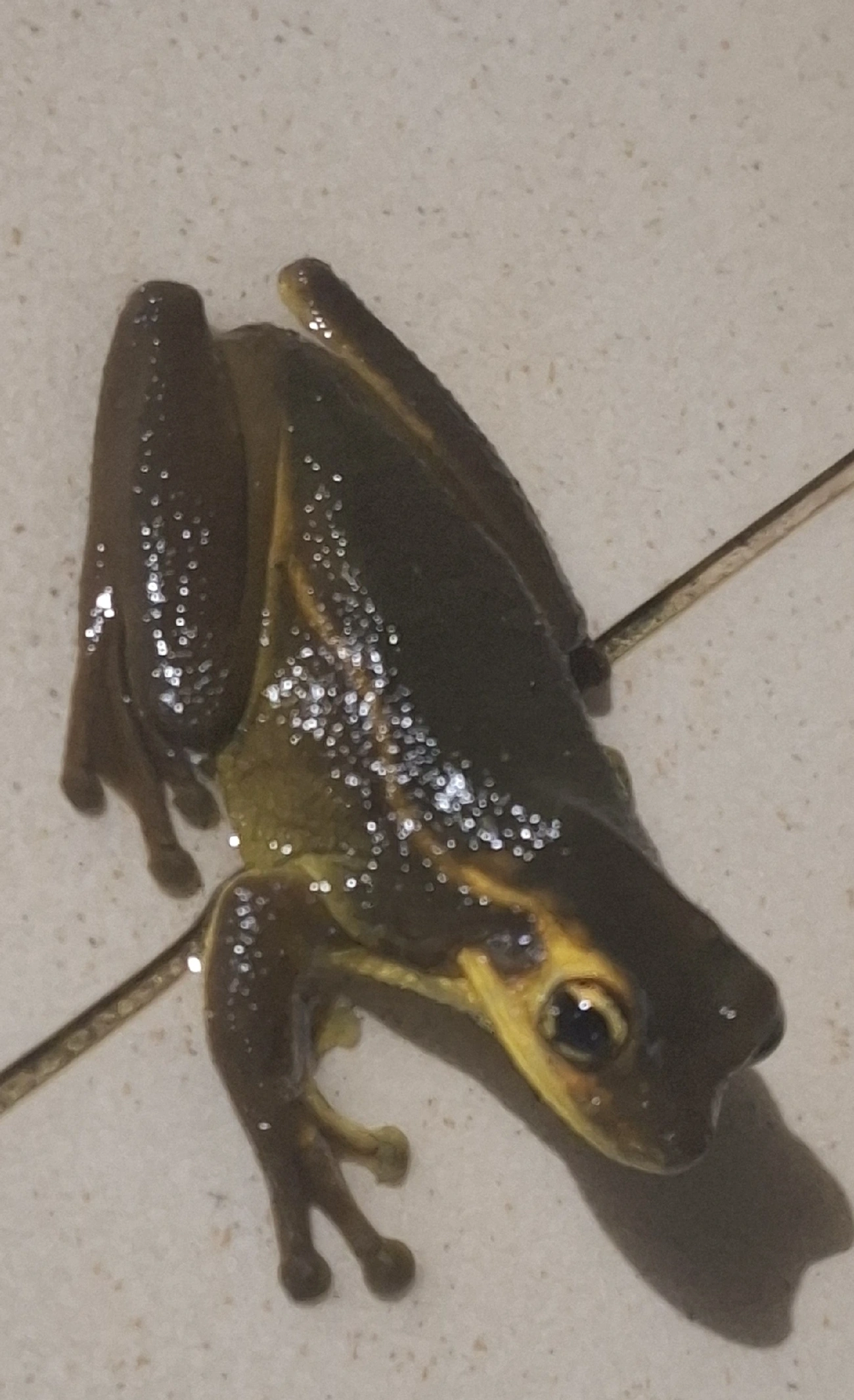 Perereca-grudenta (Trachycephalus mesophaeus), anfíbios, fotografado em Maresias, São Sebastião