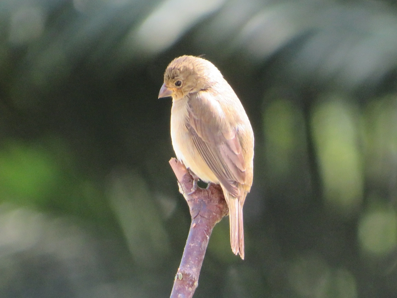 Caboclinhos e Papa-capins (Sporophila), aves, fotografado em Maresias, São Sebastião
