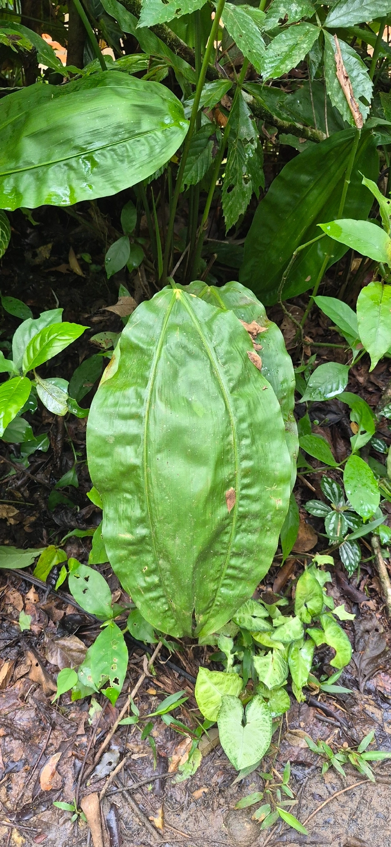 Cyclanthus bipartitus, plantas, fotografado em Camburí, São Sebastião