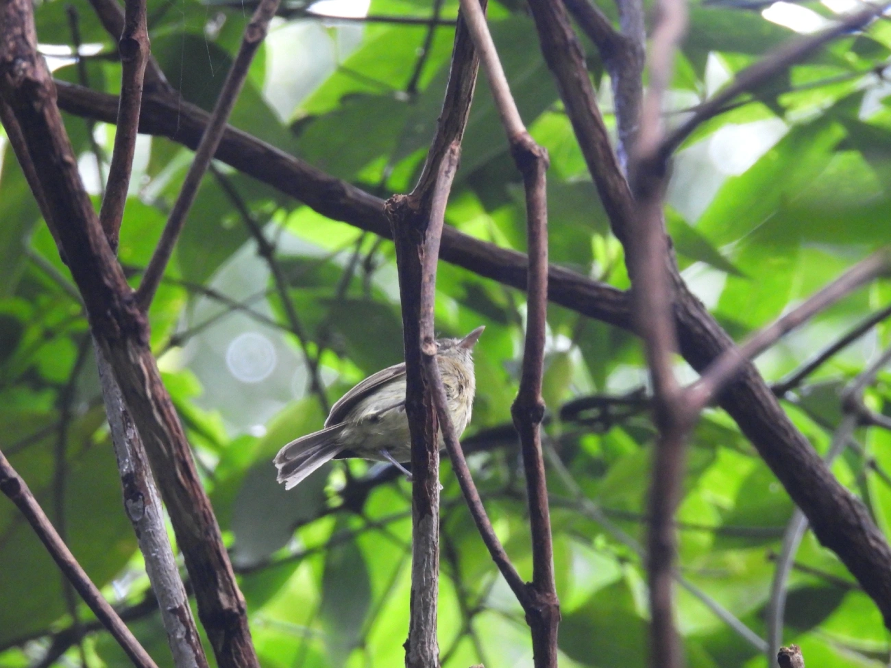 Bico-chato-de-orelha-preta (Tolmomyias sulphurescens), aves, fotografado em Maresias, São Sebastião