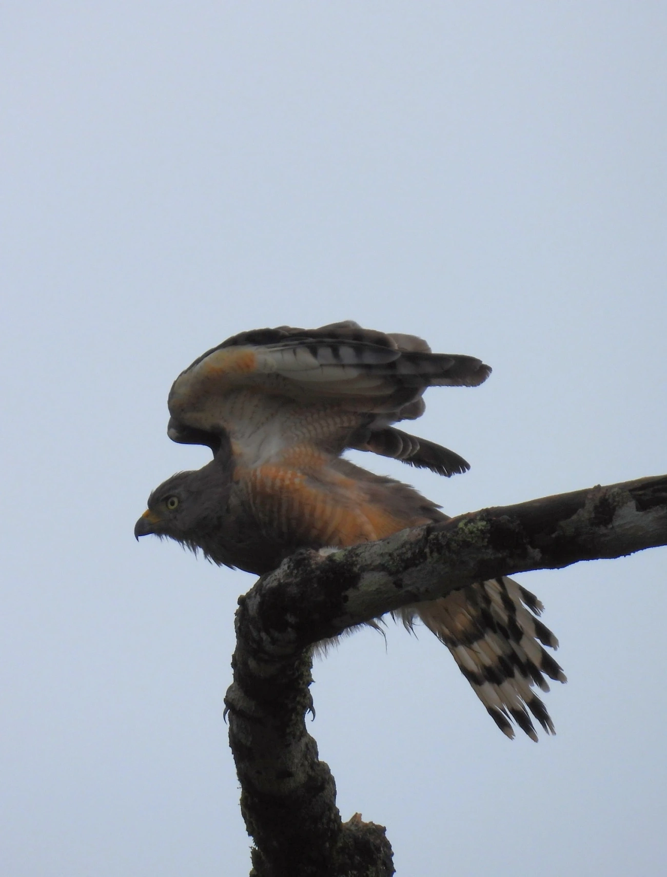 Gavião-carijó (Rupornis magnirostris), aves, fotografado em Maresias, São Sebastião