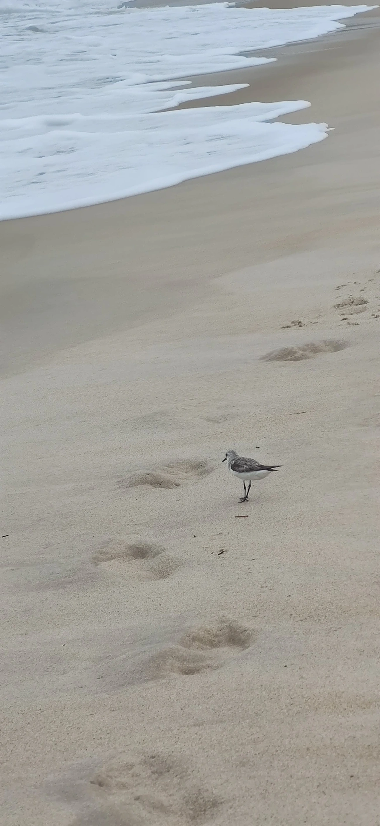 Maçarico-branco (Calidris alba), aves, fotografado em Maresias, São Sebastião