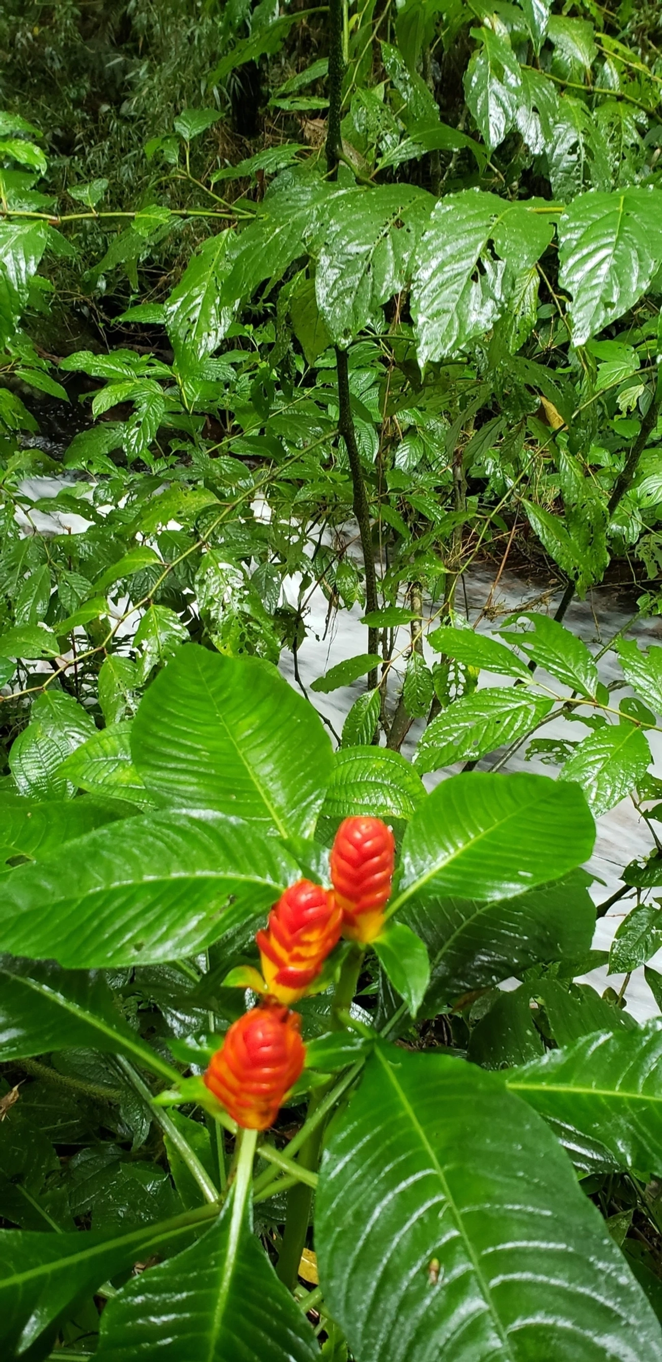Aphelandra, plantas, fotografado em São Francisco Xavier