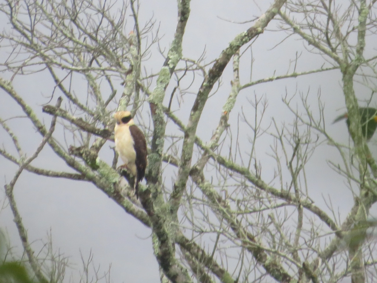 Acauã (Herpetotheres cachinnans), aves, fotografado em Maresias, São Sebastião