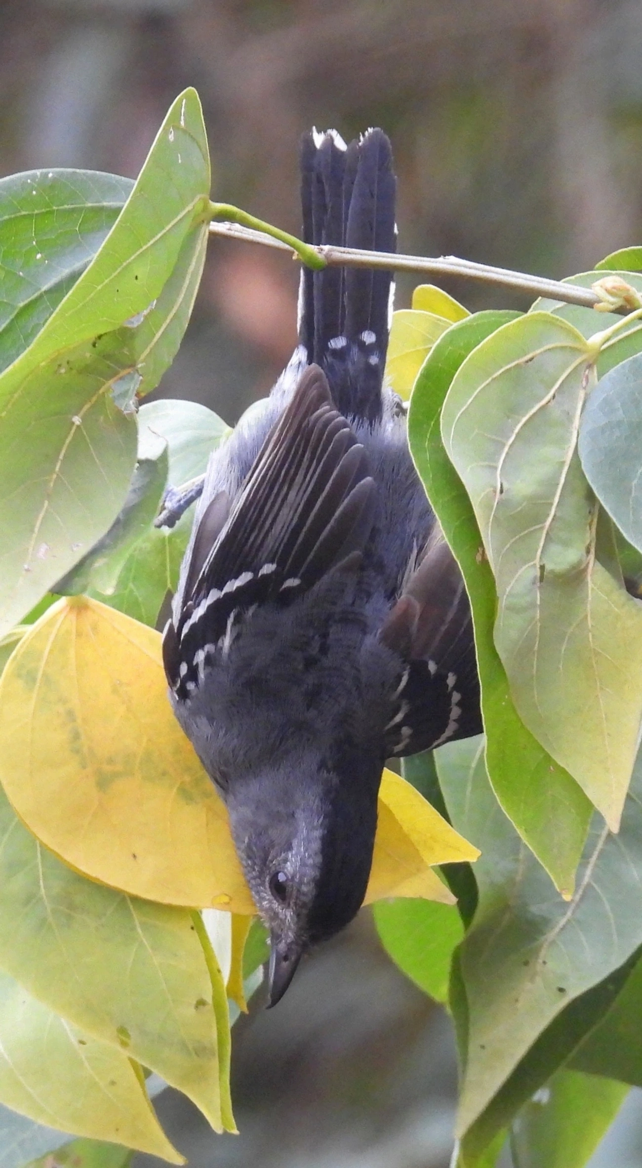Caneleiro-preto (Pachyramphus polychopterus), aves, fotografado em Socorro