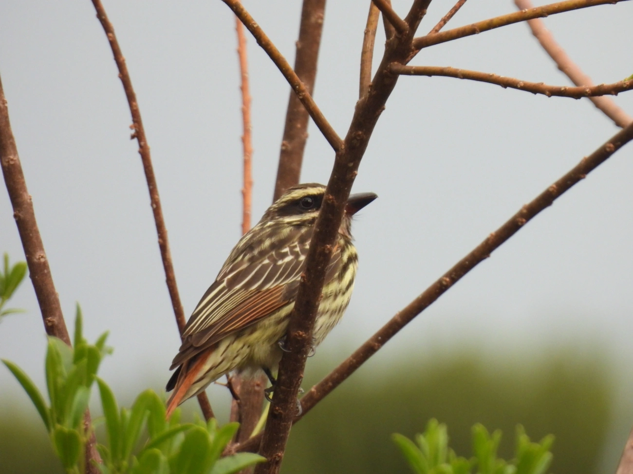 Bem-te-vi-rajado (Myiodynastes maculatus), aves, fotografado em Itamonte
