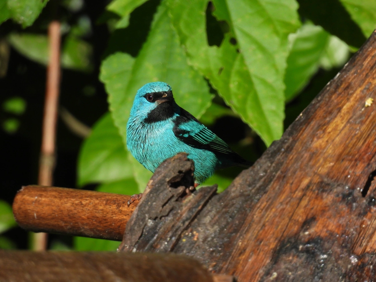 Saíra-douradinha (Tangara cyanoventris), aves, fotografado em Resende