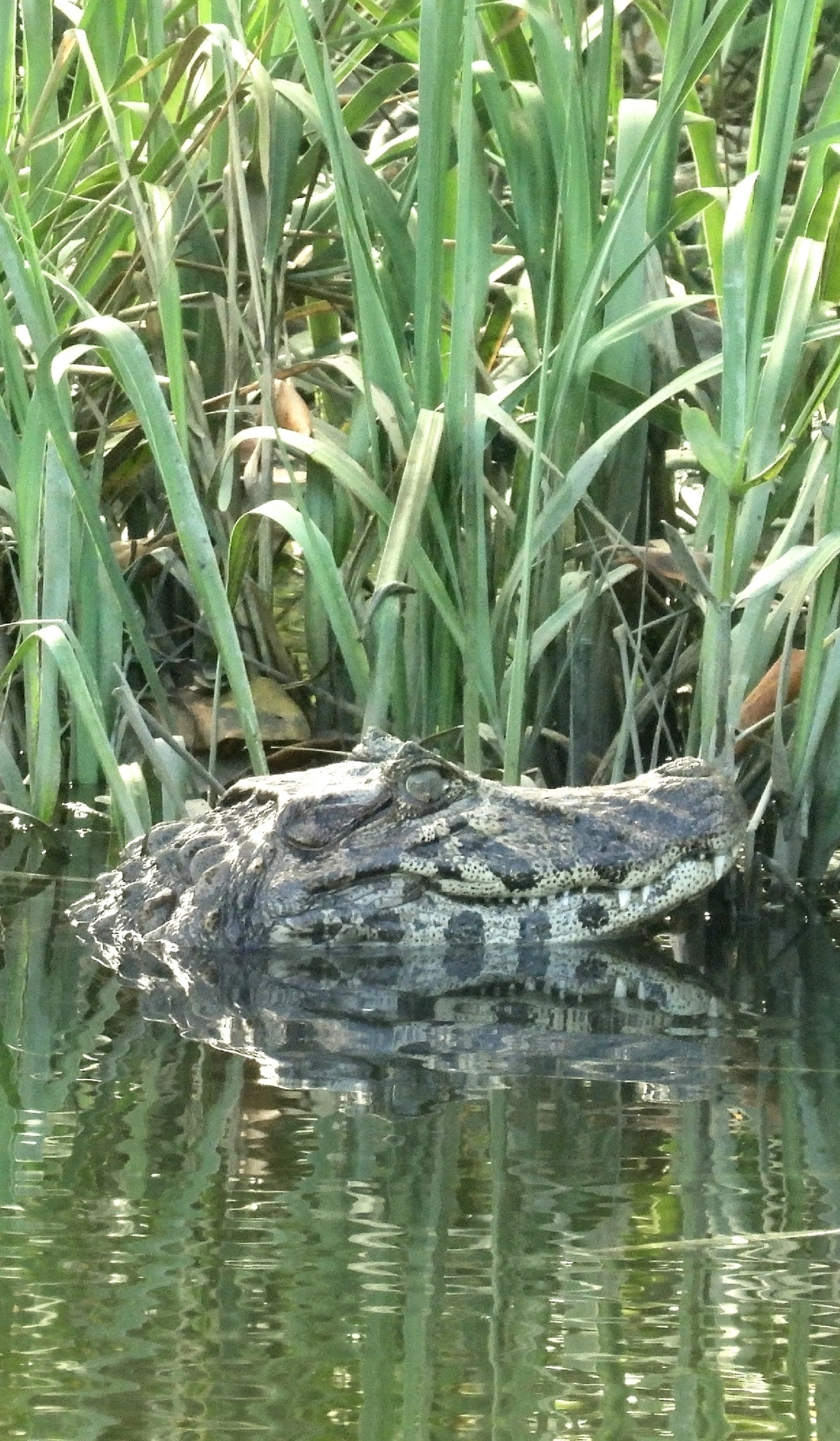 Jacaré-do-papo-amarelo (Caiman latirostris), répteis, fotografado em Cananéia