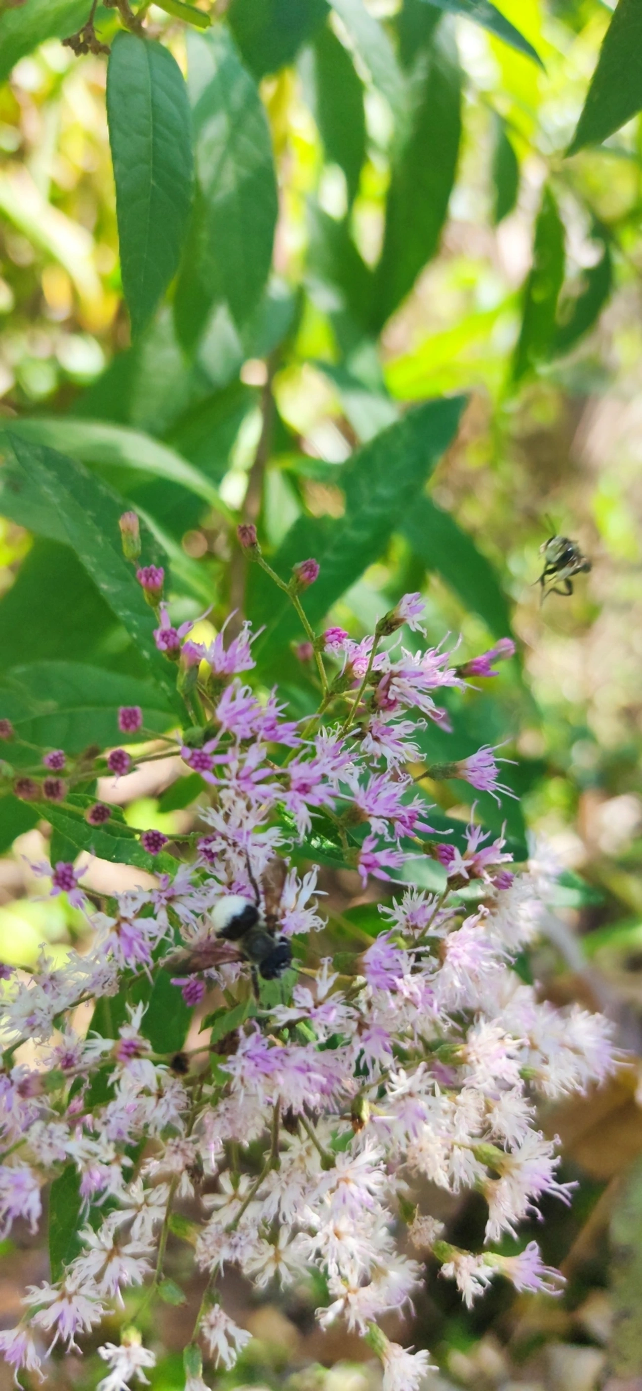 Abelhas Cortadeiras (Megachile), insetos, fotografado em Maresias, São Sebastião