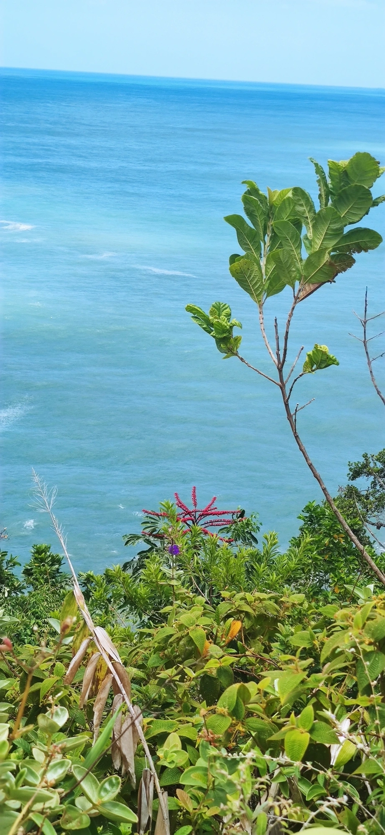 Cheflera-arbórea (Heptapleurum actinophyllum), plantas, fotografado em Paúba, São Sebastião