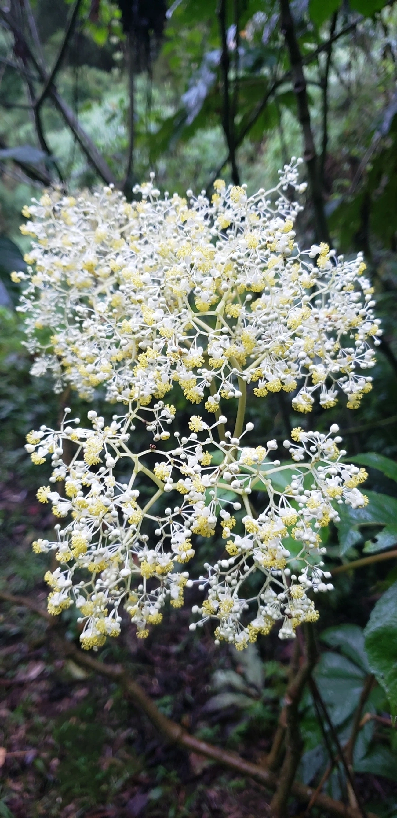 Sabugueiros (Sambucus), plantas, fotografado em Campos do Jordão