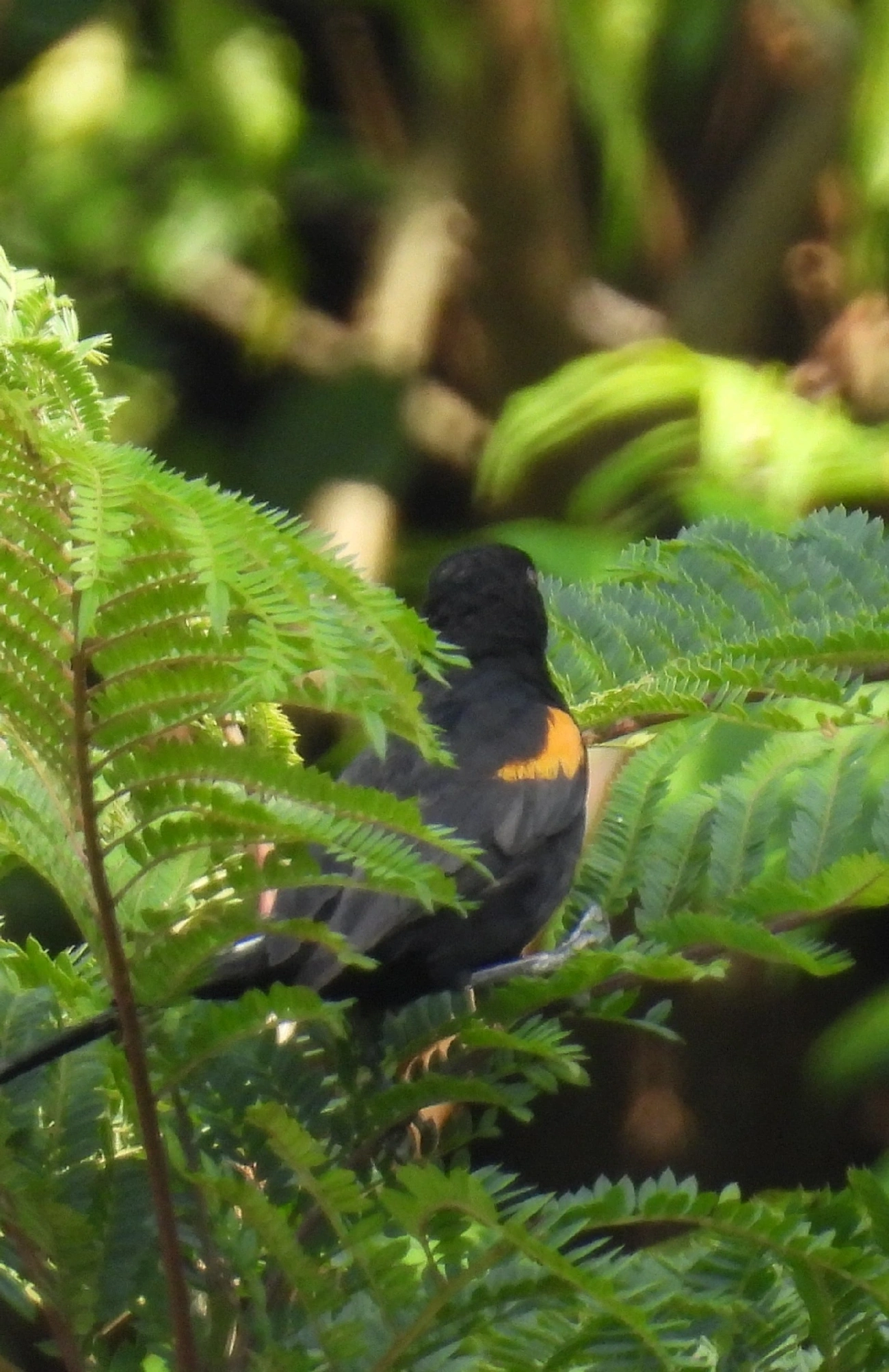Encontro (Icterus pyrrhopterus), aves, fotografado em Bragança Paulista