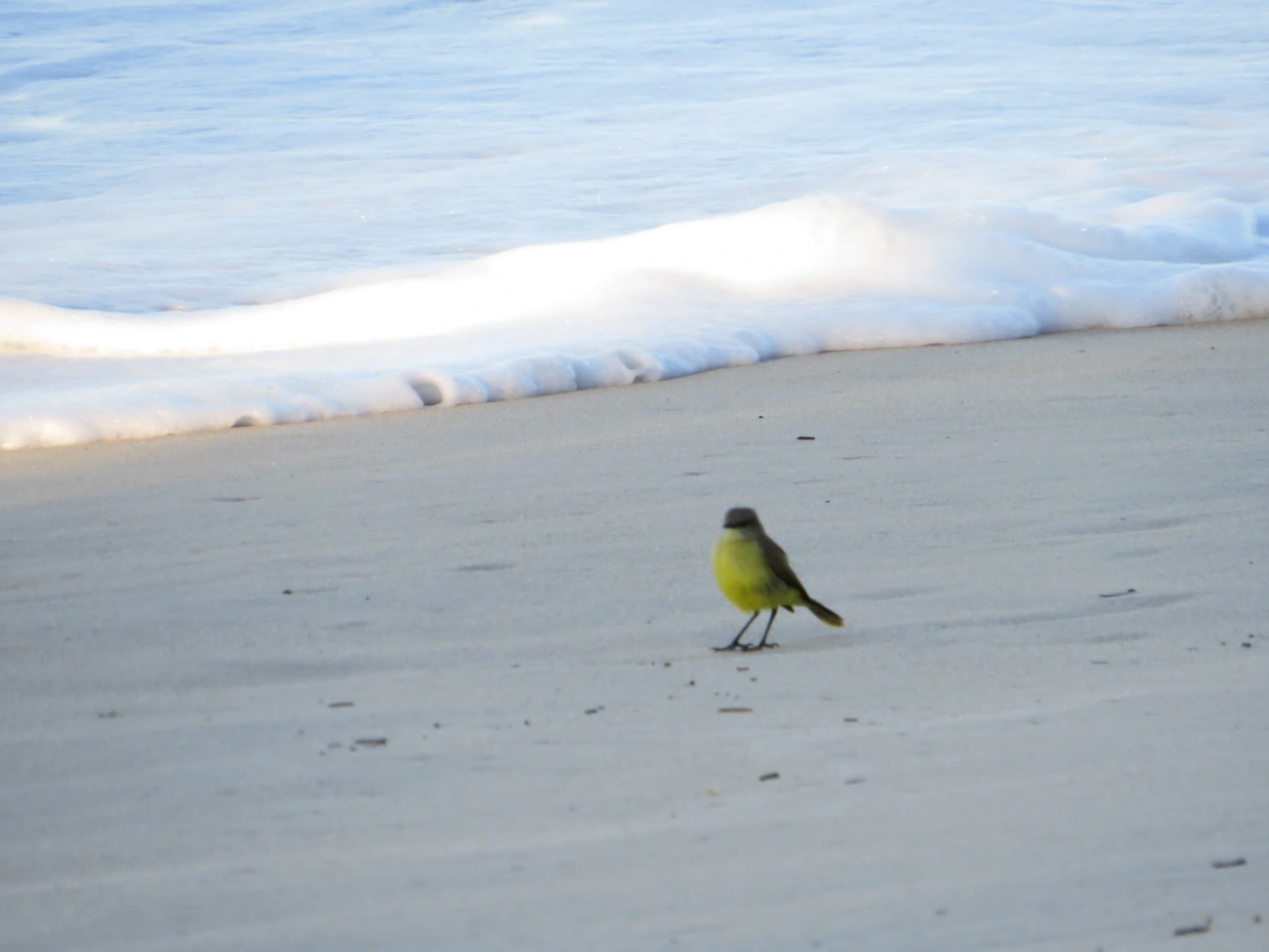 Suiriri-cavaleiro (Machetornis rixosa), aves, fotografado em Maresias, São Sebastião