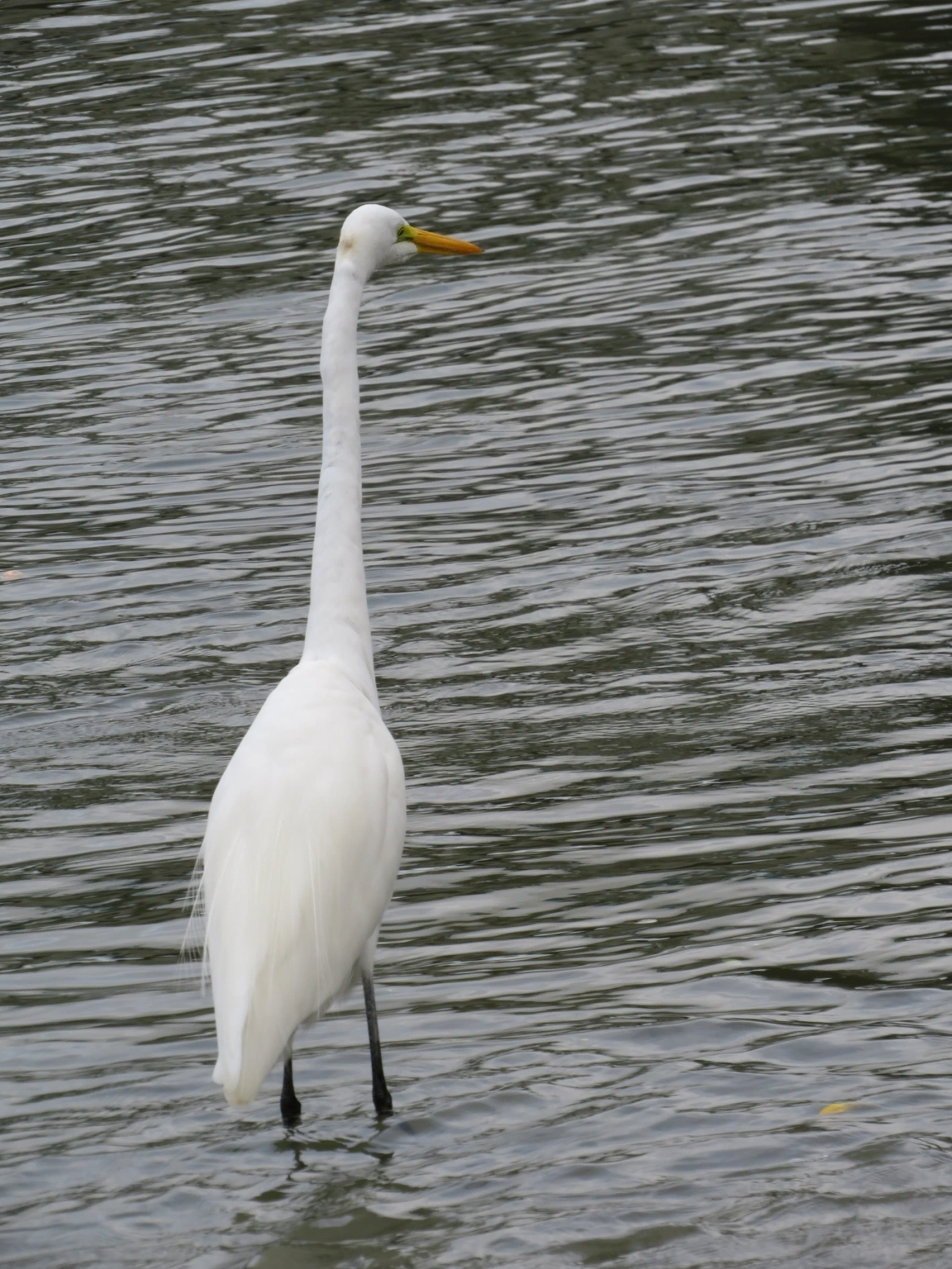Garça-branca-grande (Ardea alba), aves, fotografado em Centro, São Sebastião