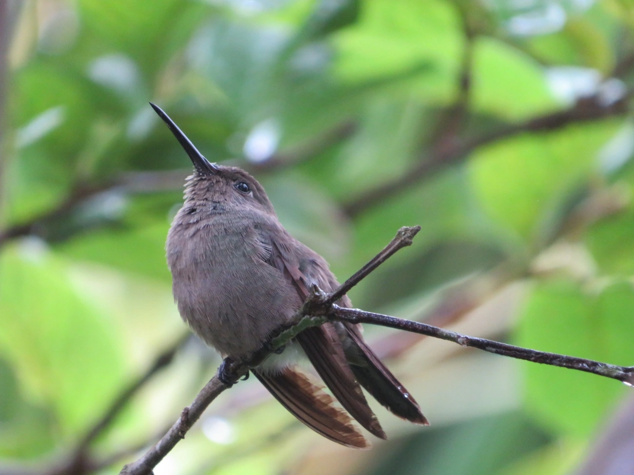 Beija-flor-cinza (Eupetomena cirrochloris), aves, fotografado em Maresias, São Sebastião