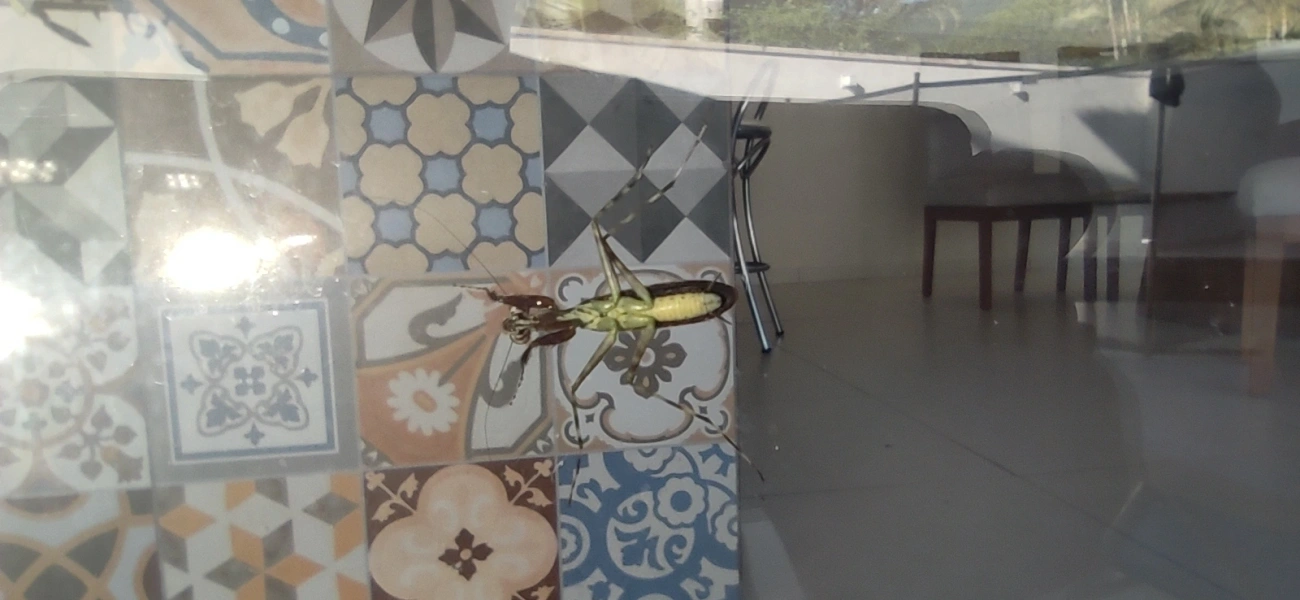 Liturgusidae, insetos, fotografado em Maresias, São Sebastião