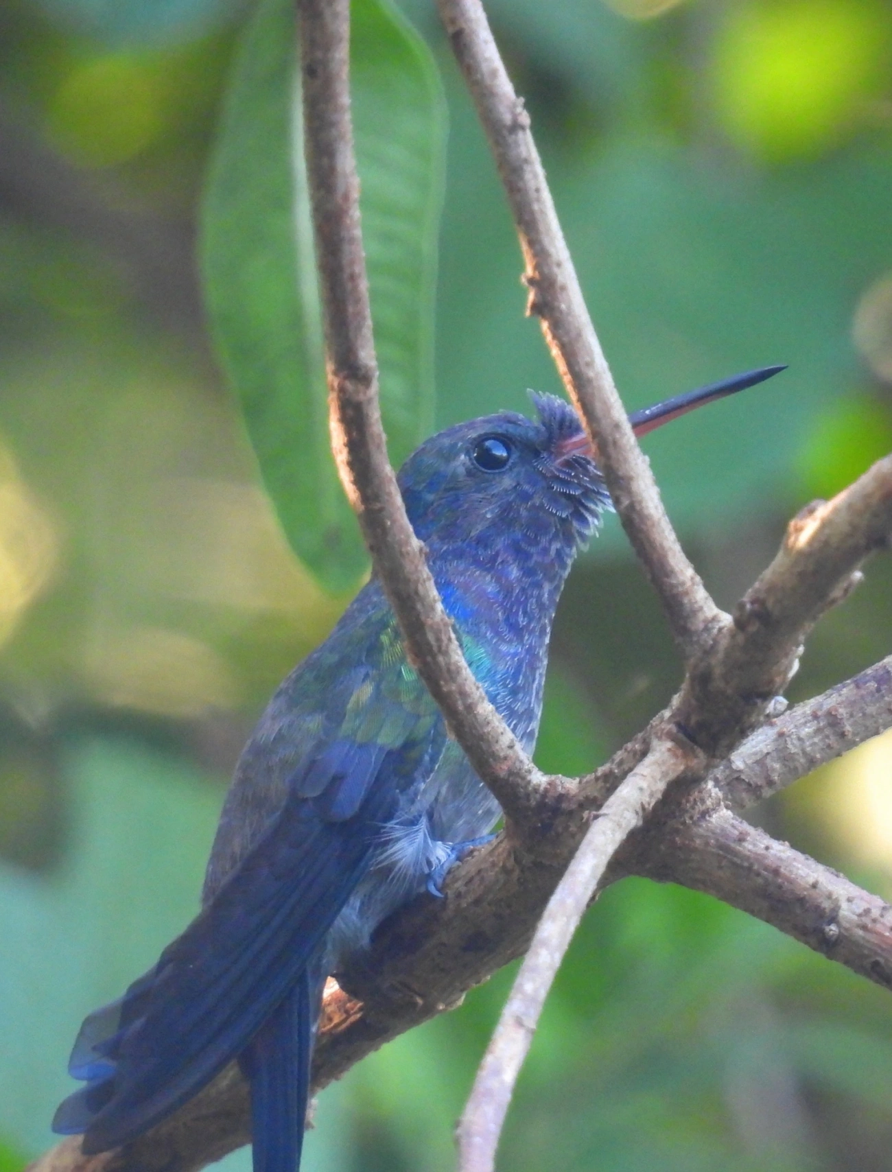 Beija-flor-roxo (Chlorestes cyanus), aves, fotografado em Maresias, São Sebastião