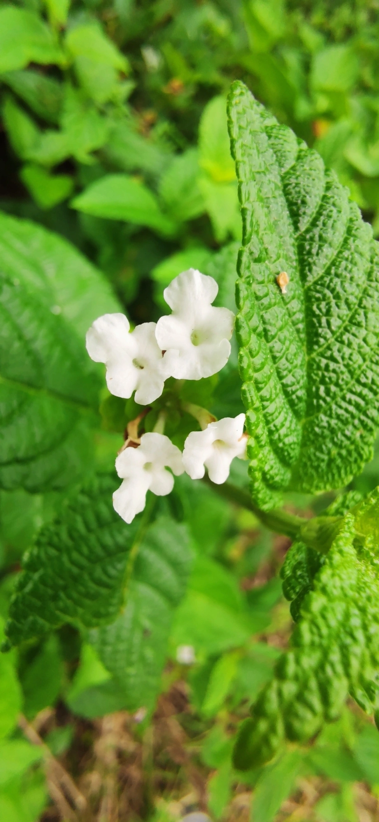 Camará (Lantana camara), plantas, fotografado em Maresias, São Sebastião