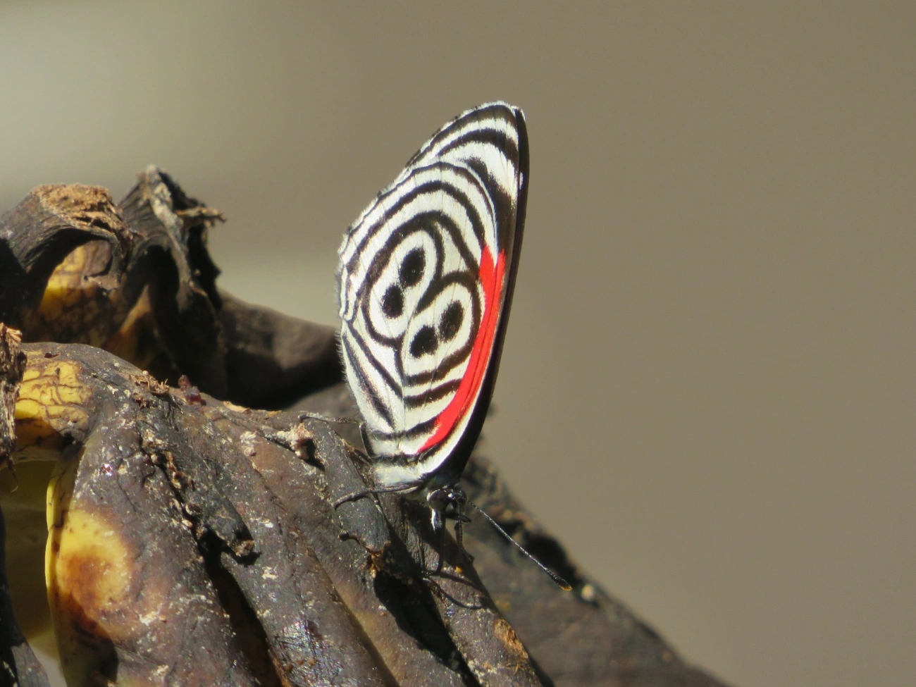 Borboleta-oitenta-e-oito (Diaethria clymena), insetos, fotografado em Maresias, São Sebastião