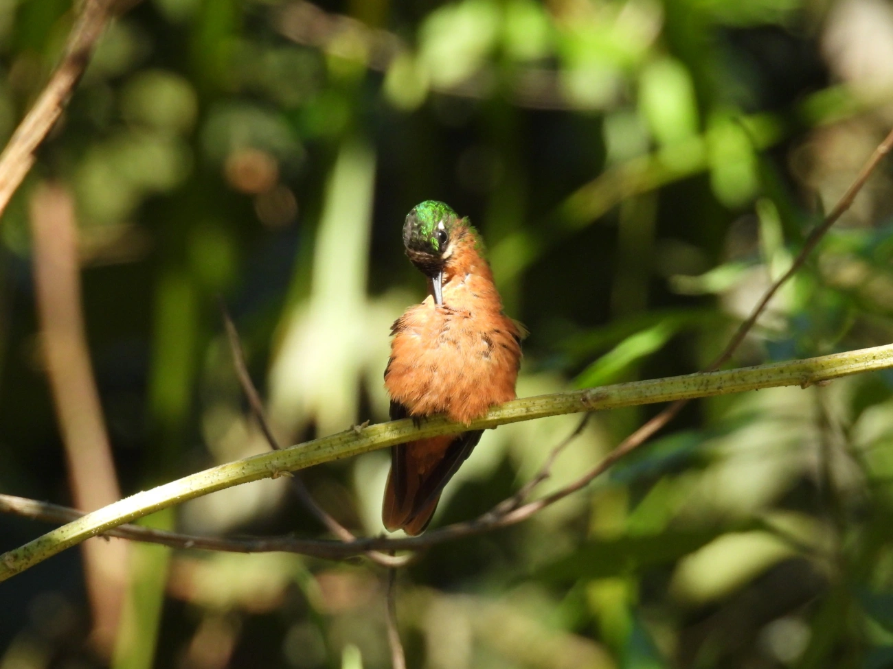 Beija-flor-rubi (Heliodoxa rubricauda), aves, fotografado em Resende