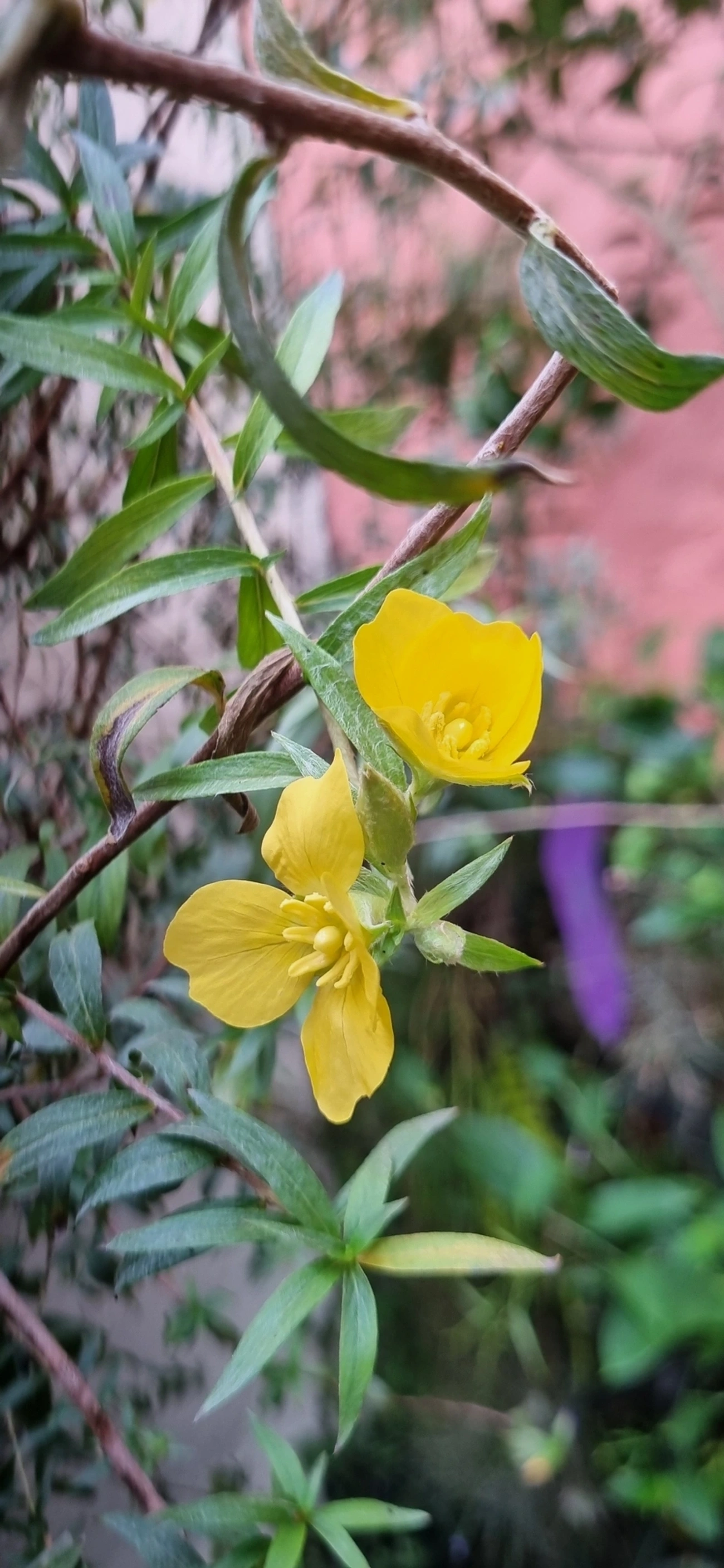 Ludwigia, plantas, fotografado em Indaiá, Caraguatatuba