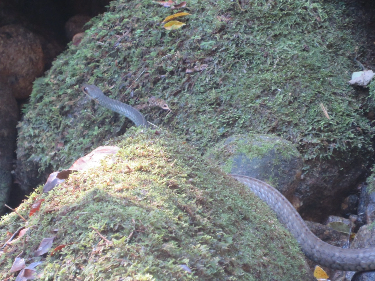 Urupiagara (Chironius fuscus), répteis, fotografado em Maresias, São Sebastião