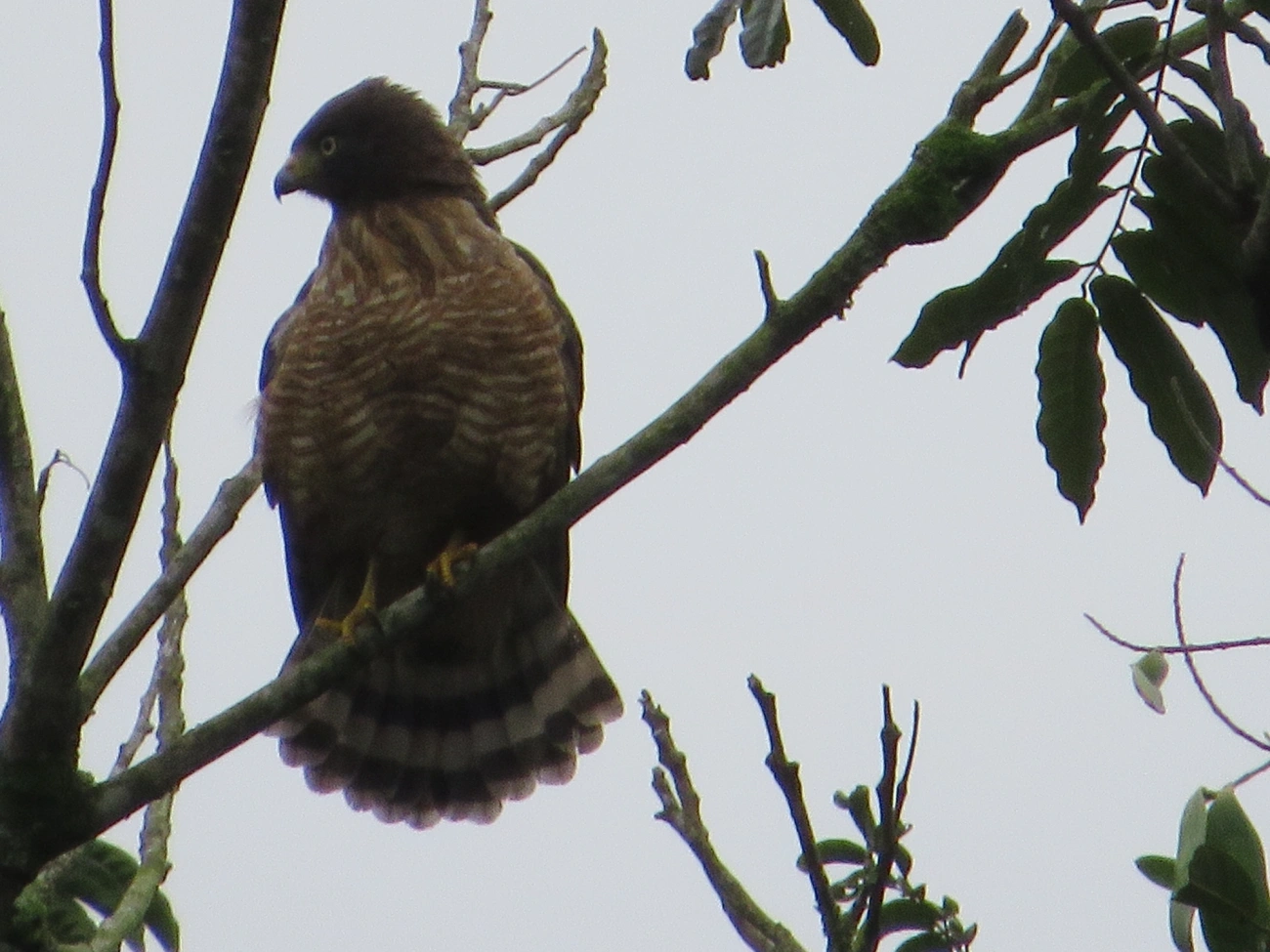 Gavião-carijó (Rupornis magnirostris), aves, fotografado em Maresias, São Sebastião