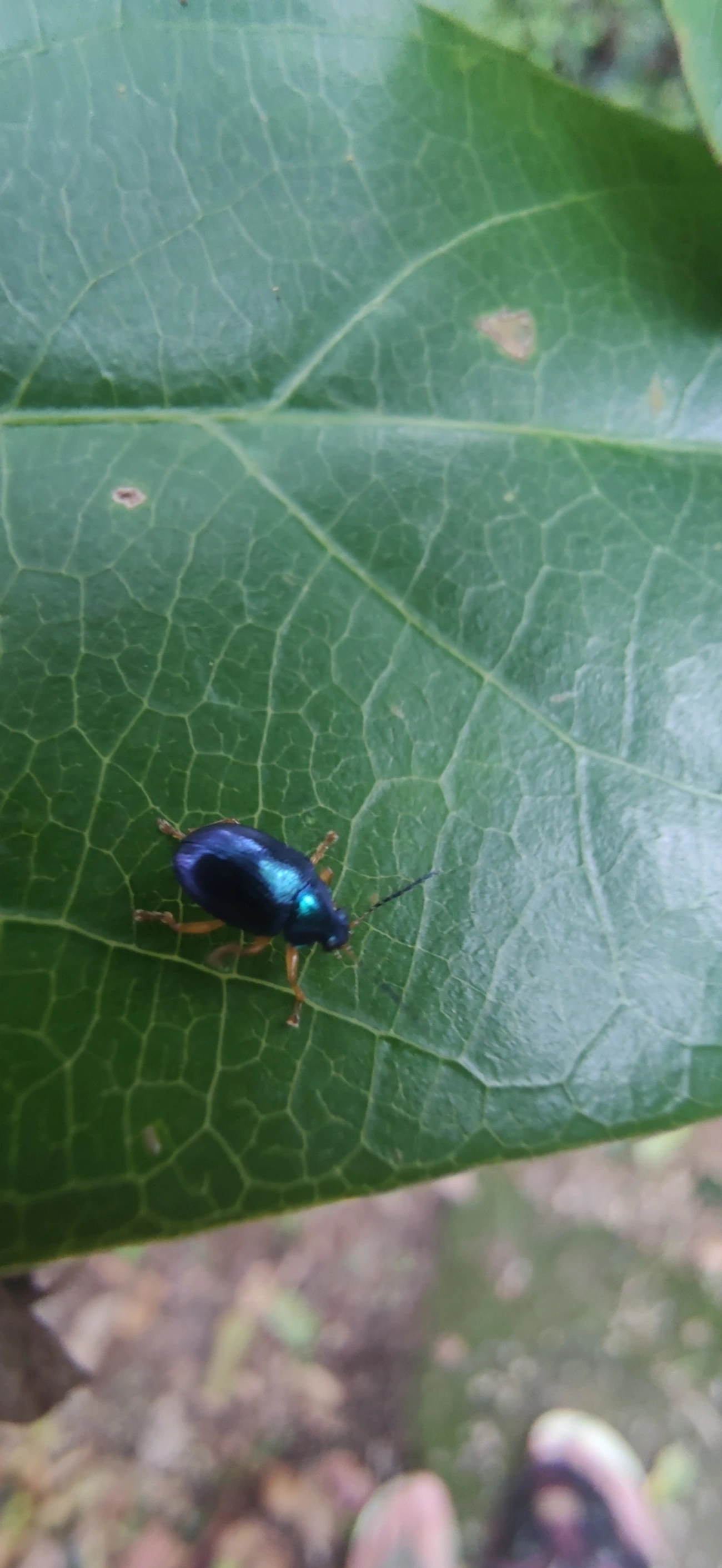 Eumolpini, insetos, fotografado em Maresias, São Sebastião