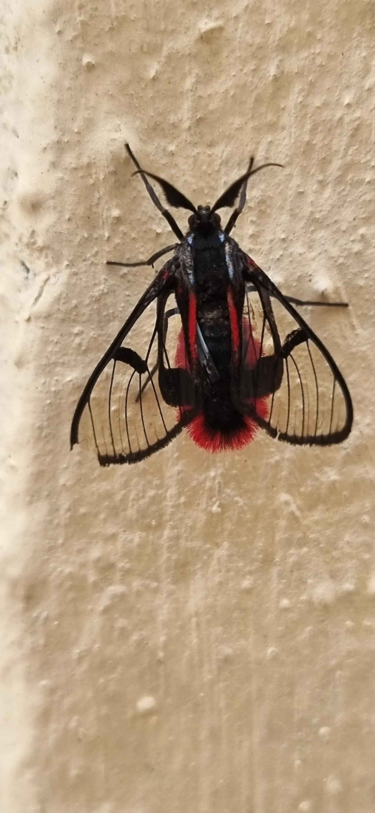 Dinia, insetos, fotografado em Indaiá, Caraguatatuba