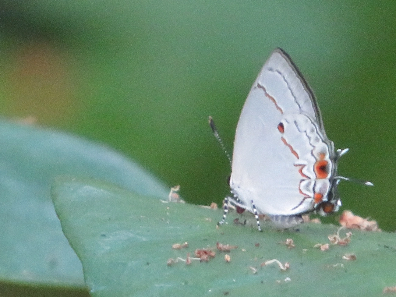 Iaspis talayra, insetos, fotografado em Maresias, São Sebastião