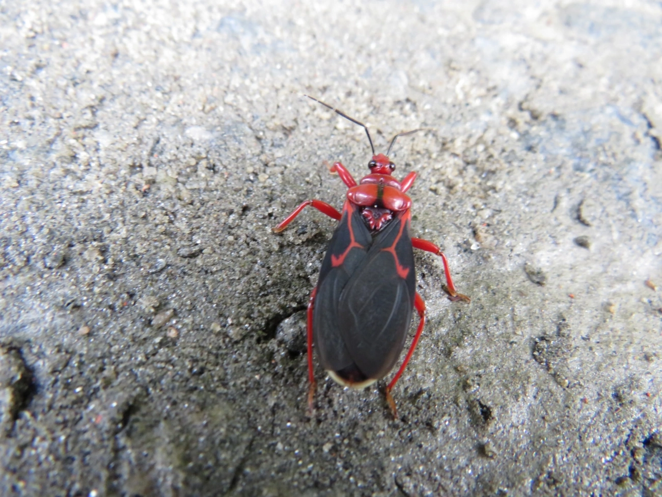 Ectrichodiini, insetos, fotografado em Maresias, São Sebastião