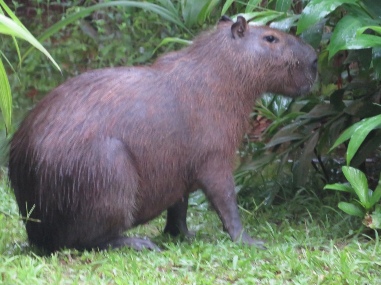 Capivara (Hydrochoerus hydrochaeris), mamíferos, fotografado em Maresias, São Sebastião