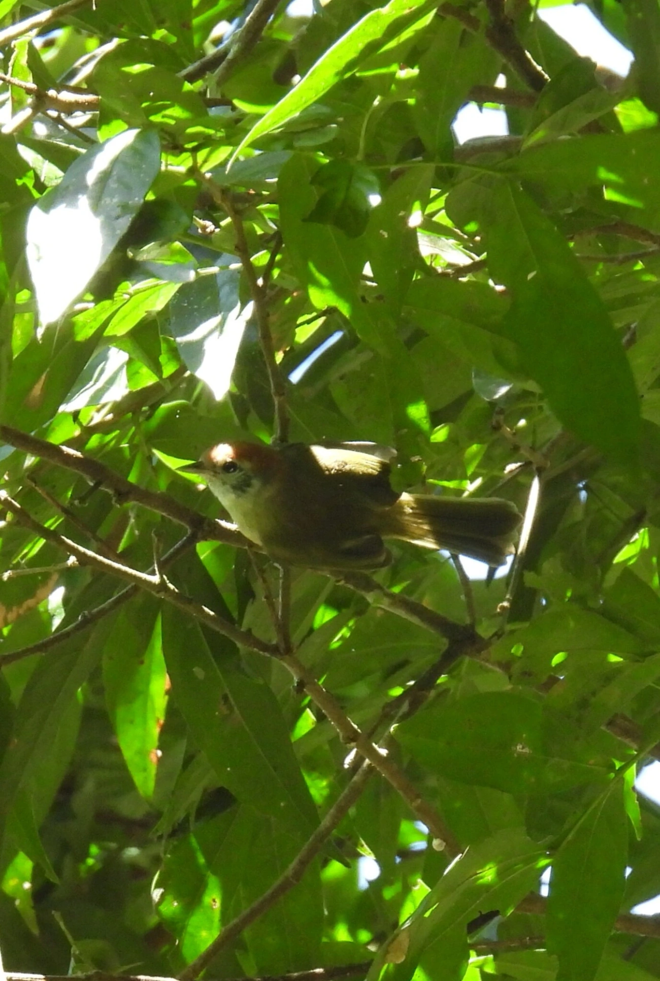 Verdinho-Coroado (Hylophilus poicilotis), aves, fotografado em Visconde de Mauá
