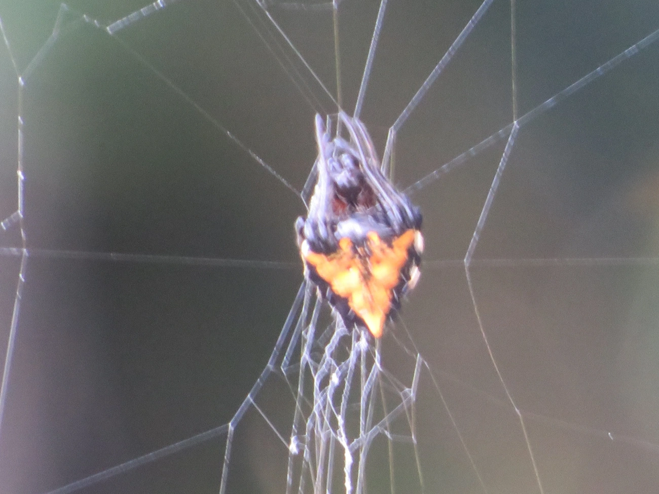 Verrucosa meridionalis, aracnídeos, fotografado em Maresias, São Sebastião