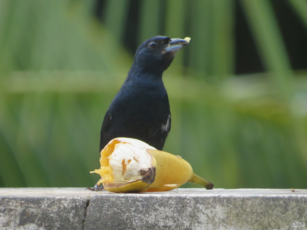 Tiê-preto (Tachyphonus coronatus), aves, fotografado em Maresias, São Sebastião