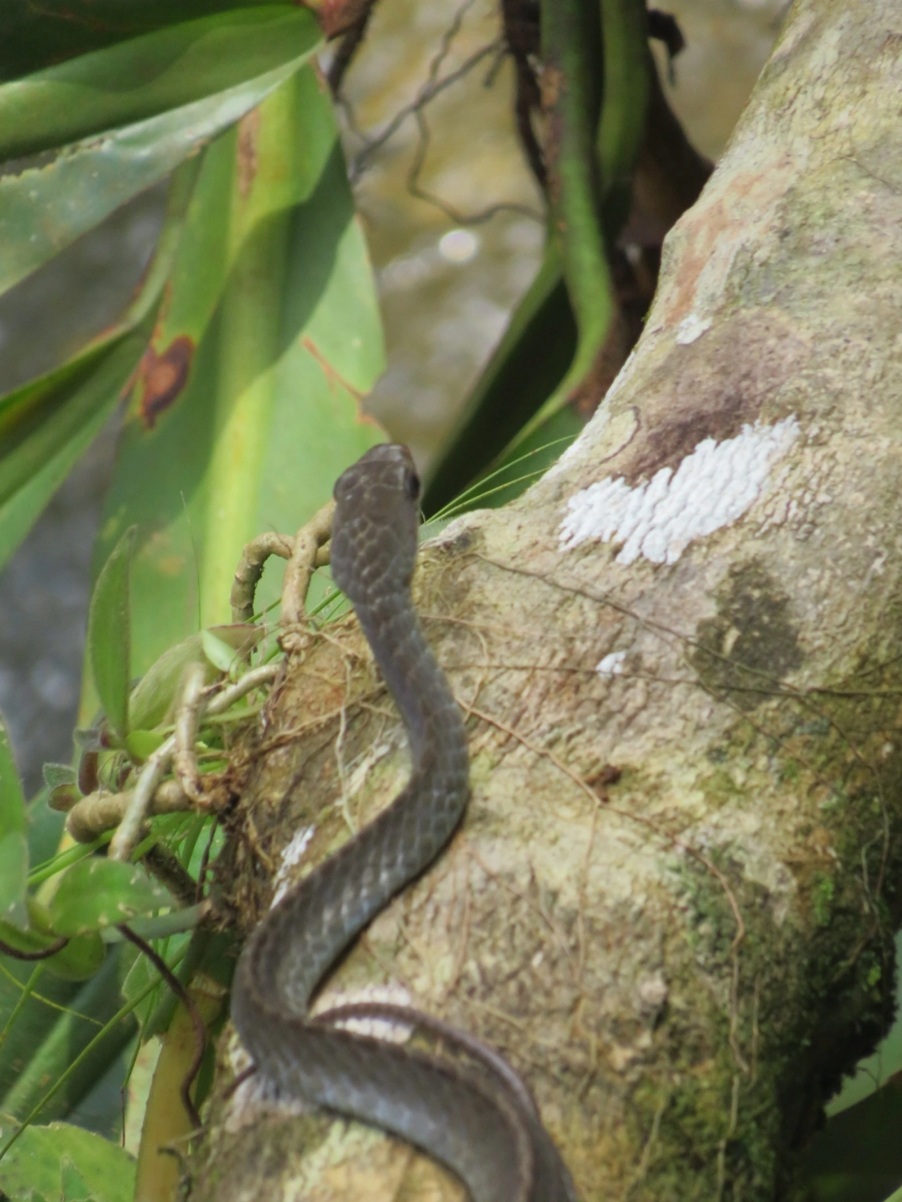 Urupiagara (Chironius fuscus), répteis, fotografado em Paúba, São Sebastião