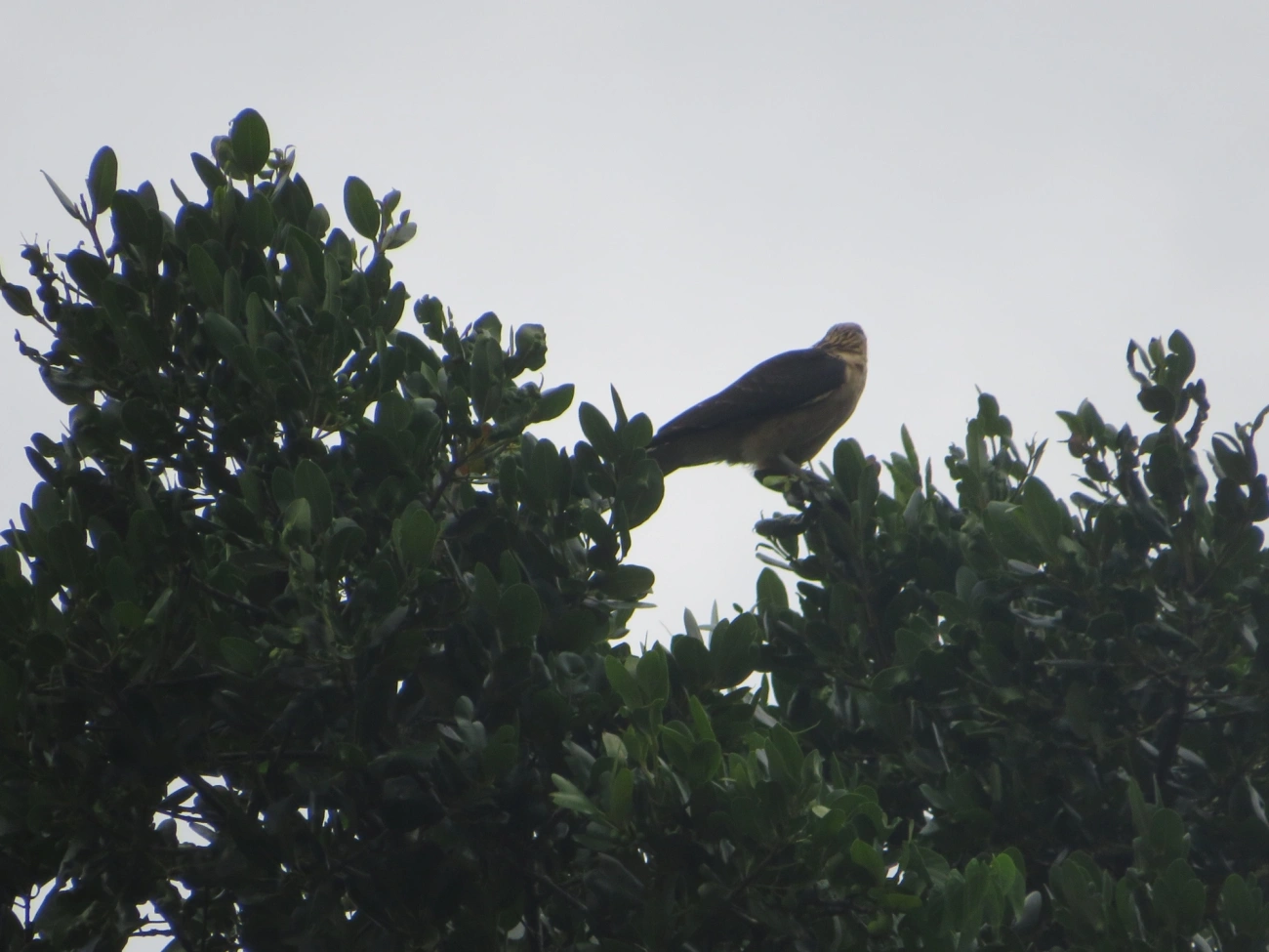Carrapateiro (Daptrius chimachima), aves, fotografado em Maresias, São Sebastião
