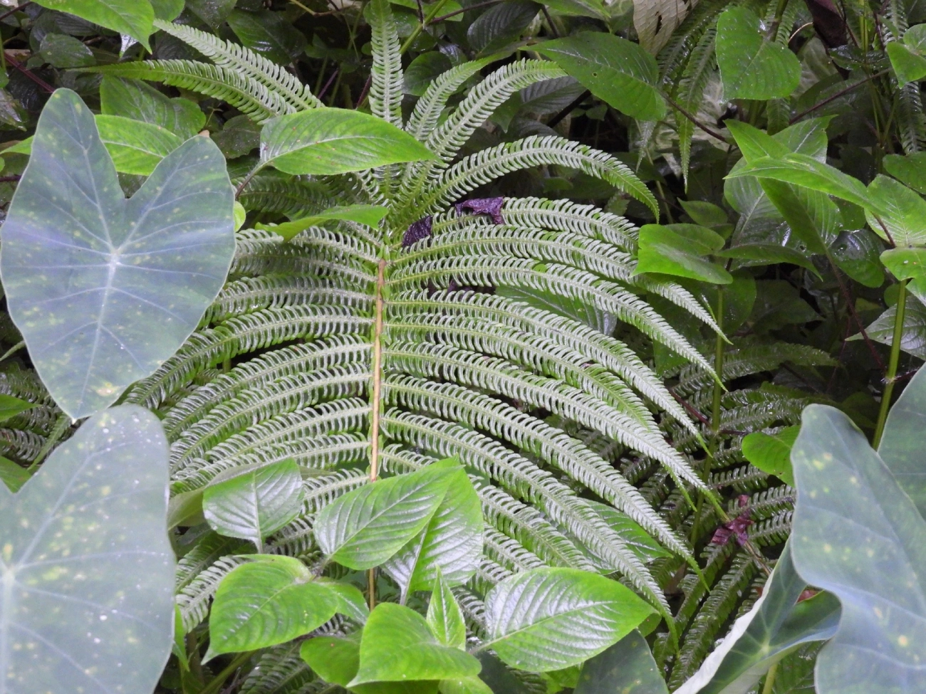 Thelypteridoideae, plantas, fotografado em Maresias, São Sebastião