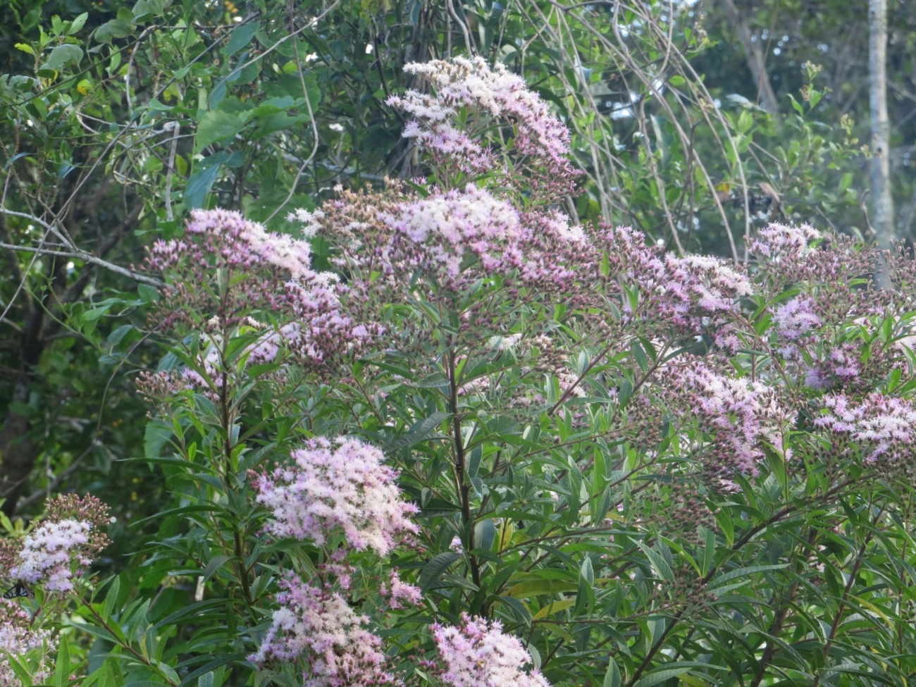 Assa-peixes (Vernonanthura), plantas, fotografado em Maresias, São Sebastião