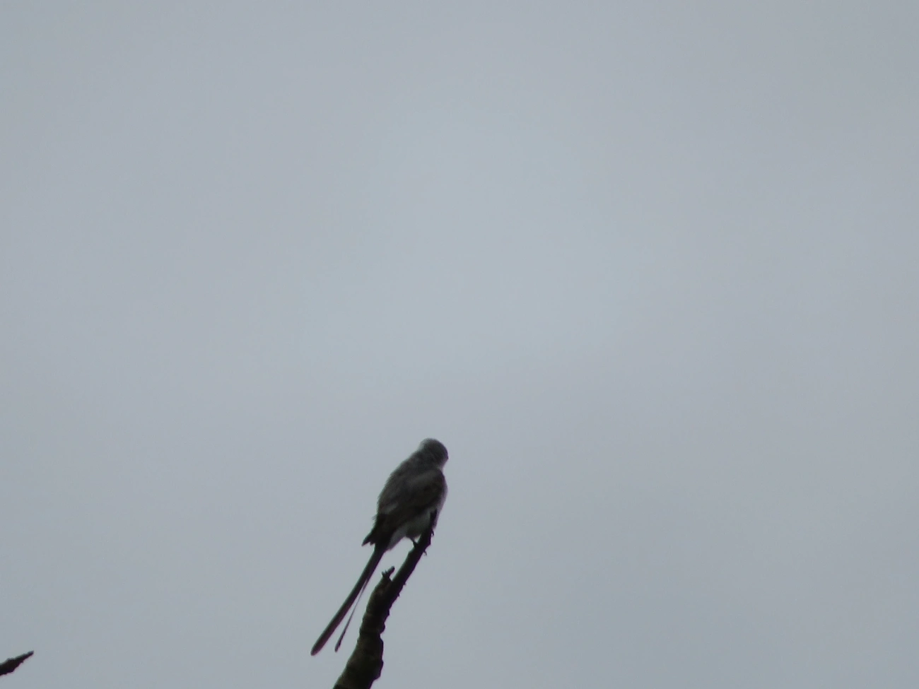 Tesourinha (Tyrannus savana), aves, fotografado em Maresias, São Sebastião