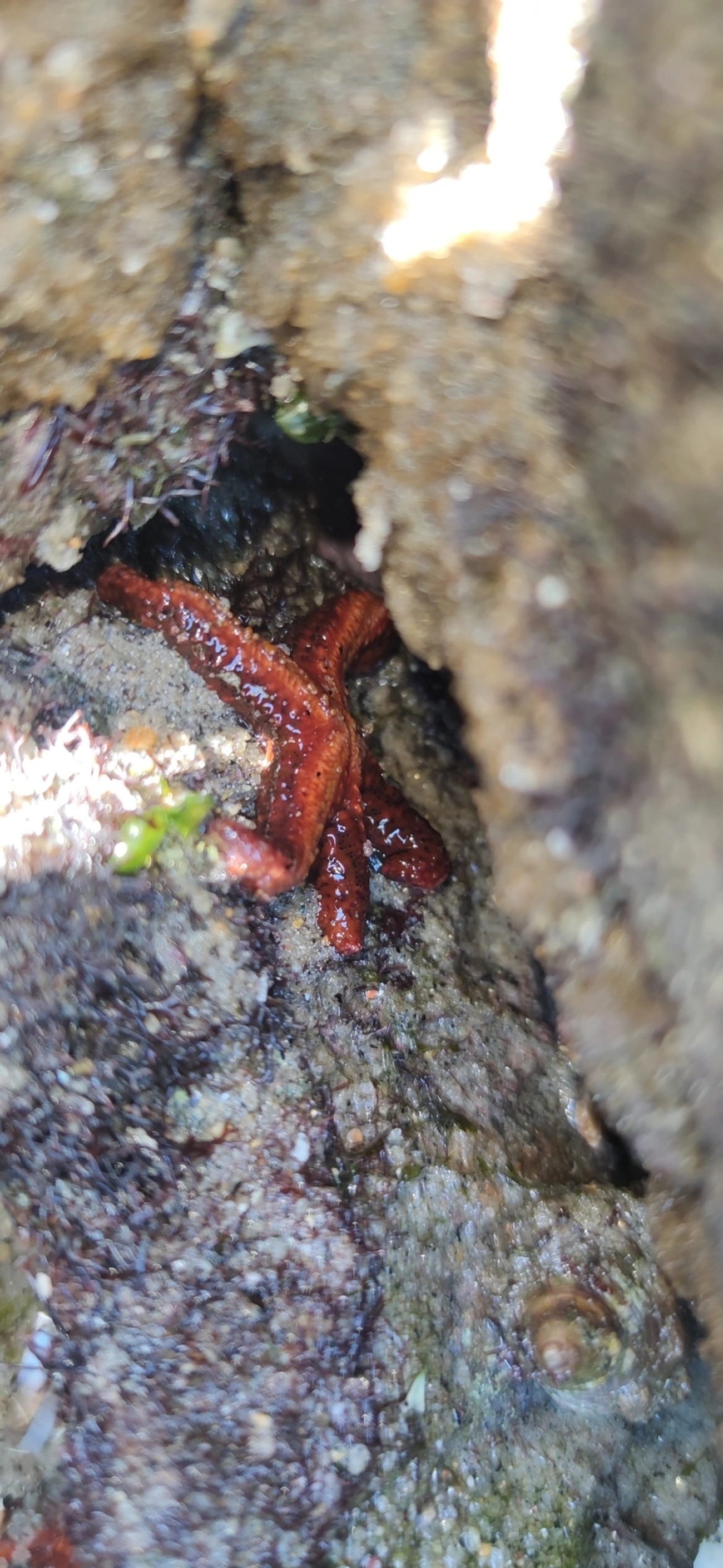 Estrela-vermelha-brasileira (Echinaster brasiliensis), equinodermos, fotografado em Maresias, São Sebastião