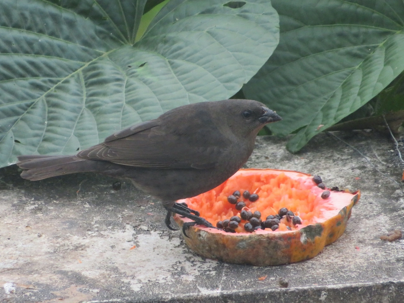 Chupim (Molothrus bonariensis), aves, fotografado em Maresias, São Sebastião