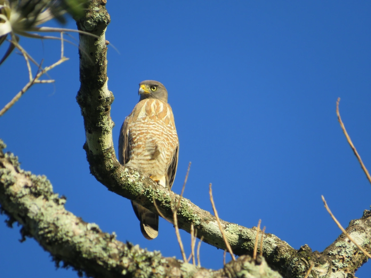 Gavião-carijó (Rupornis magnirostris), aves, fotografado em Maresias, São Sebastião