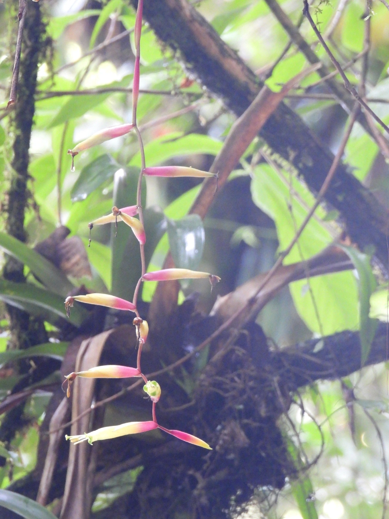 Vriesea simplex, plantas, fotografado em Boiçucanga, São Sebastião